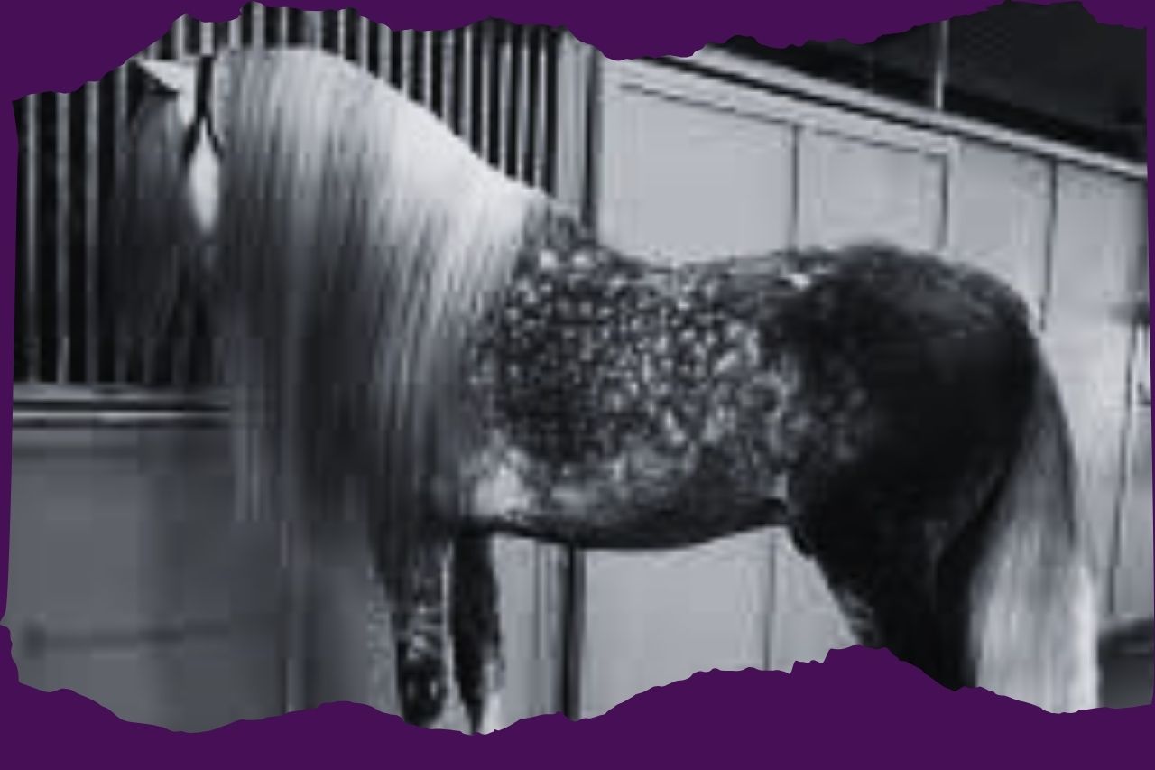 caballos bailadores